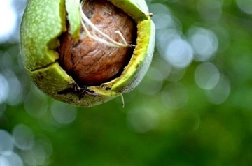 Ceviz Ağacının Faydaları Nelerdir?