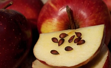 Elma Çekirdeğinin Faydaları Nelerdir?