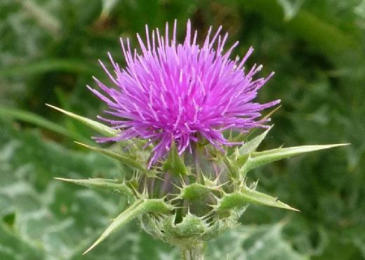 Bitkilerin Faydaları Nelerdir?