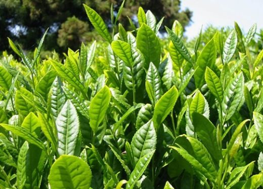 Ginkgolu Yeşil Çay Faydaları Nelerdir?