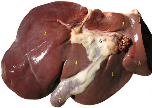 Karaciğerin Faydaları