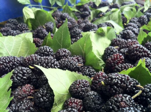 Karadutun Faydaları Nelerdir?