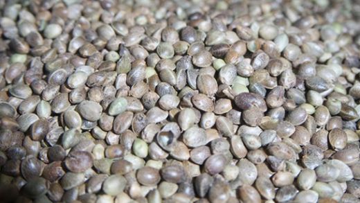 Kendir Tohumu Faydaları Nelerdir?