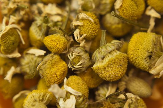 Kuru Papatyanın Faydaları Nelerdir?