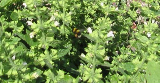 Oğul Otunun Faydaları Nelerdir?