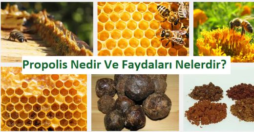 Propolis Faydalar