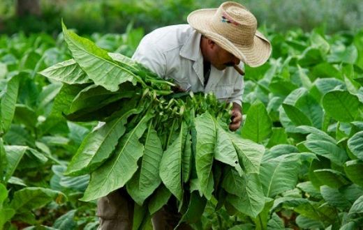 Tütünün Faydaları Nelerdir?