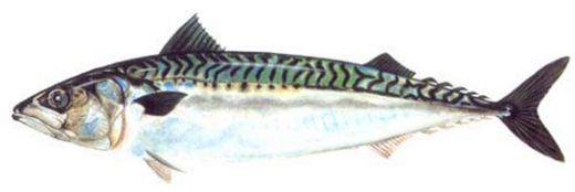 Uskumru Faydalar