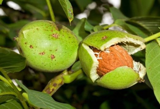 Yeşil Ceviz Kabuğunun Faydaları Nelerdir?
